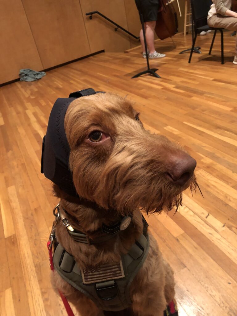 Arlo, a golden doodle service dog, sitting in front of the camera. He's wearing a tactical vest with an American flag on the front and a pair of Rex Specs ear covers.